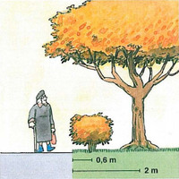 Bild: Illustration från Sveriges kommun och landsting - Klipp häcken