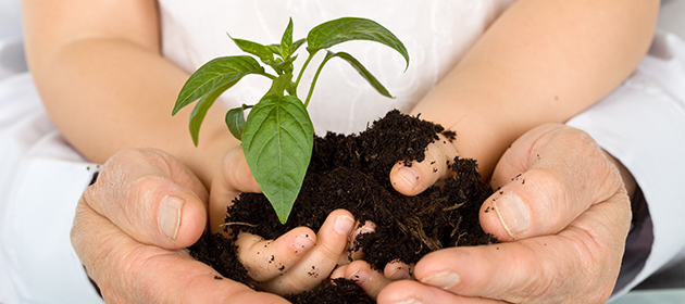 Bild på händer som håller en planta